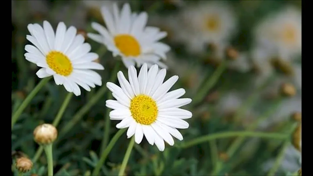 Daisy Chamomile
