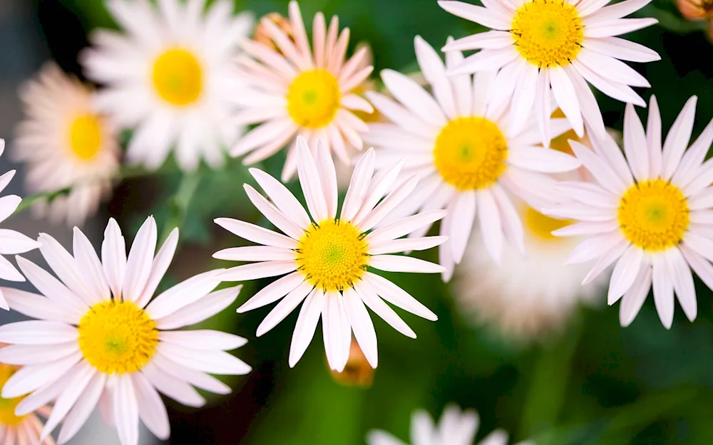 Daisy flowers
