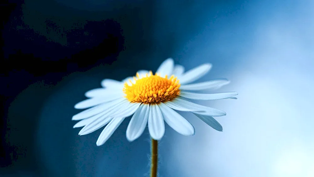 Daisy Pictures for desktop