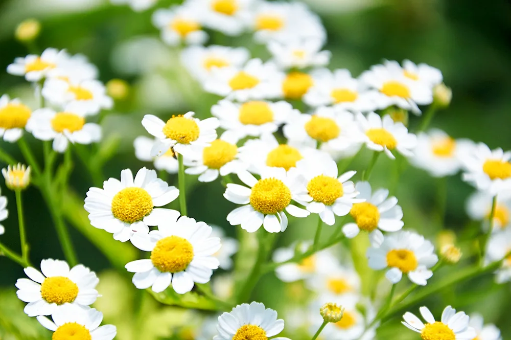Chamomile flowers