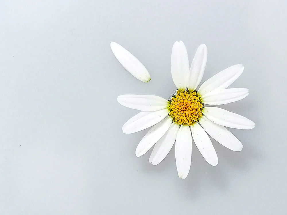 Daisy Flowers on blue sky background