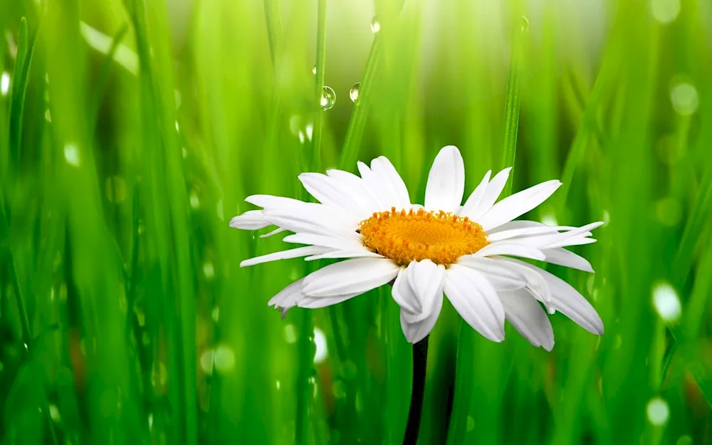 Chamomile background