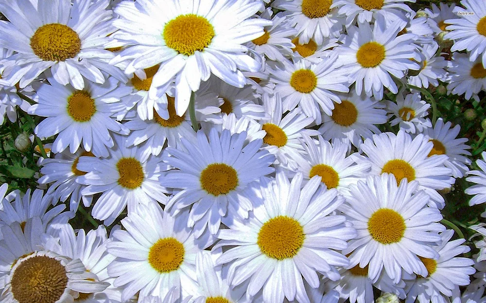 Chamomile background