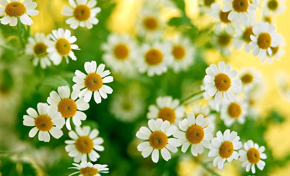 Daisy wallpaper