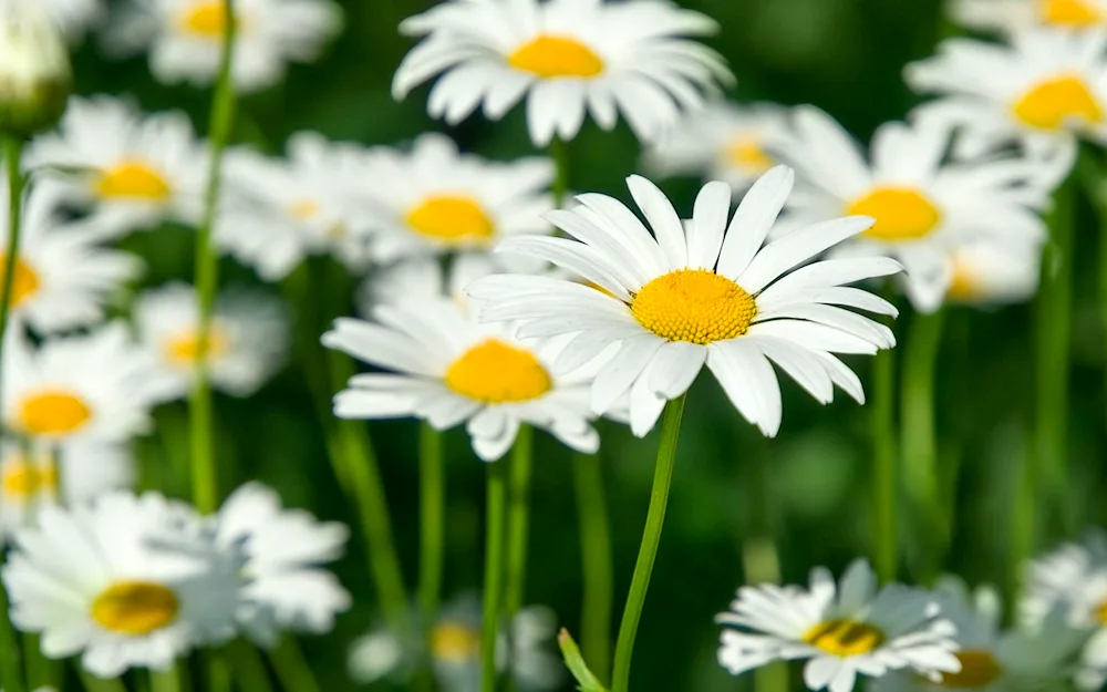 Desktop pictures of daisies