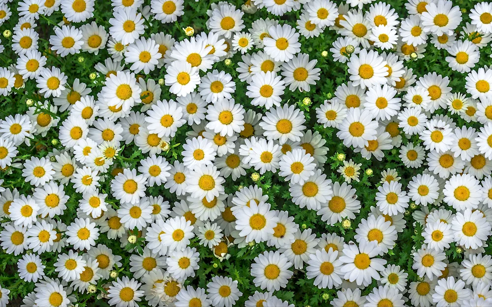Daisy Chamomile