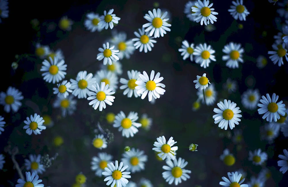 Daisy Flowers background