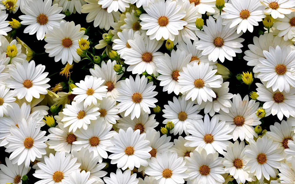 Daisy Flower daisies