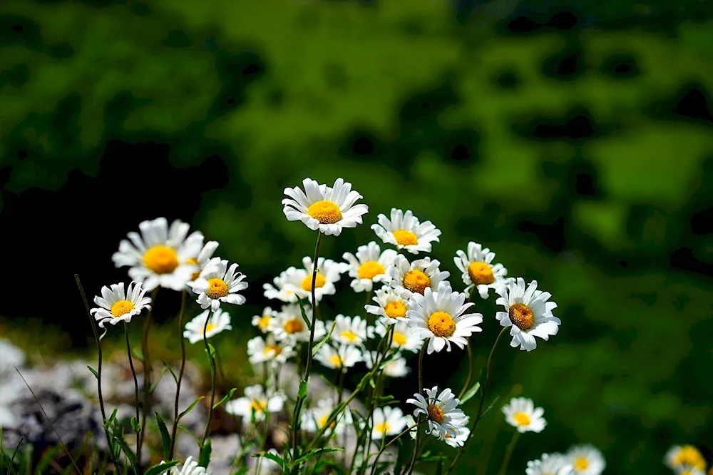 Chamomile Field Kamensk Uralsky