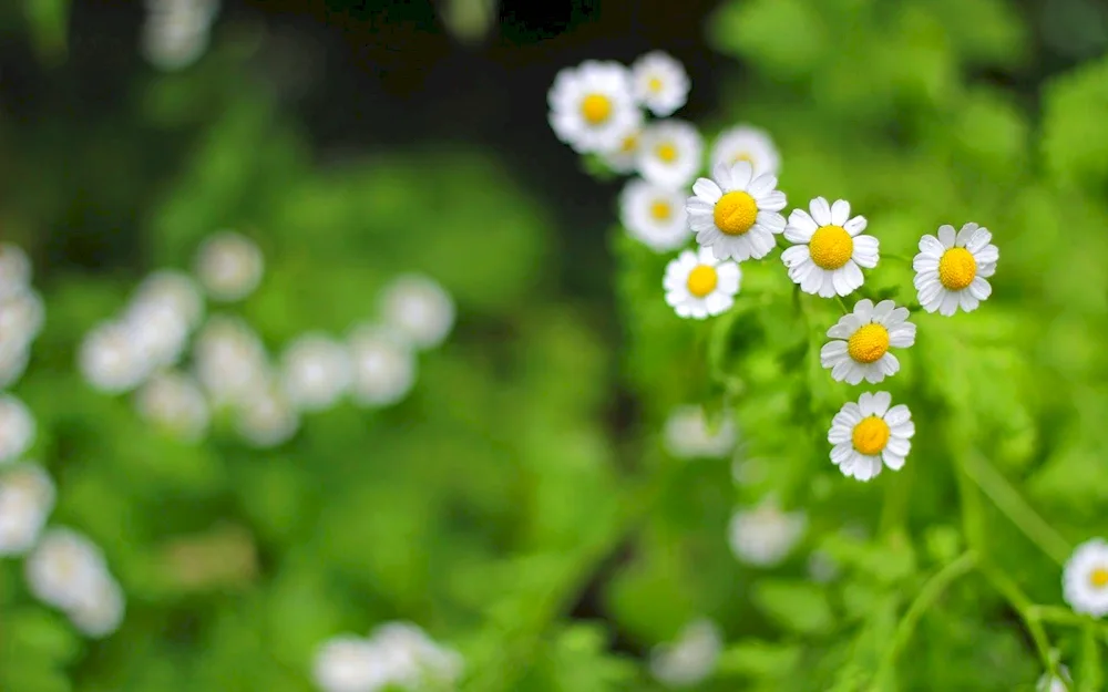 Daisy Flower