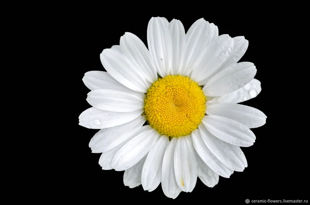 Daisy Chamomile background