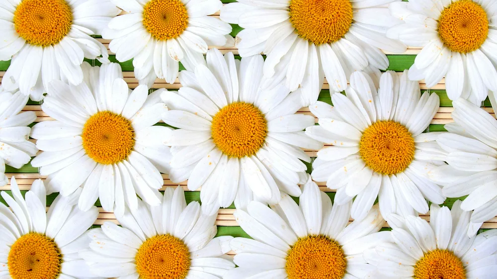 Daisy Flower