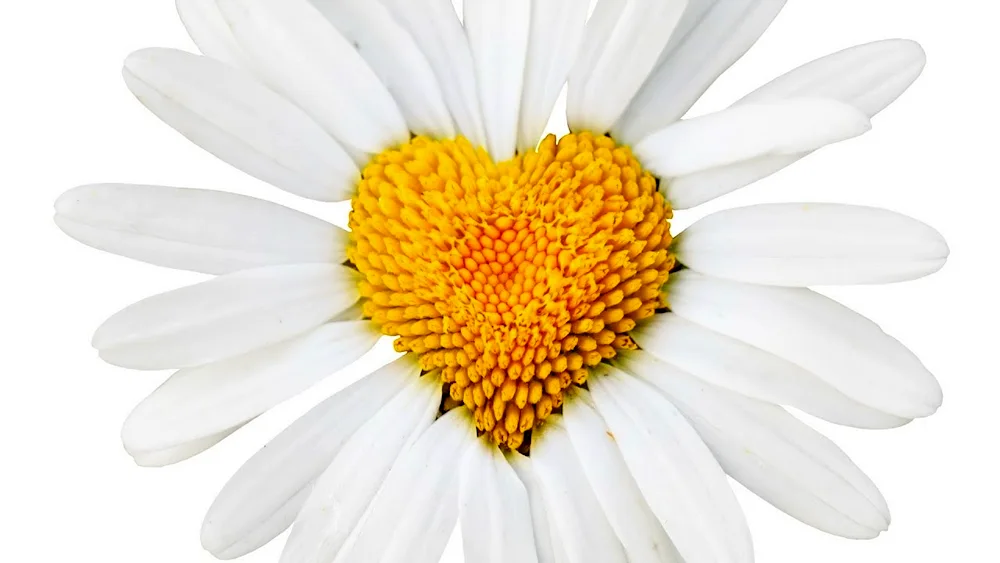 Daisy Daisy Flower