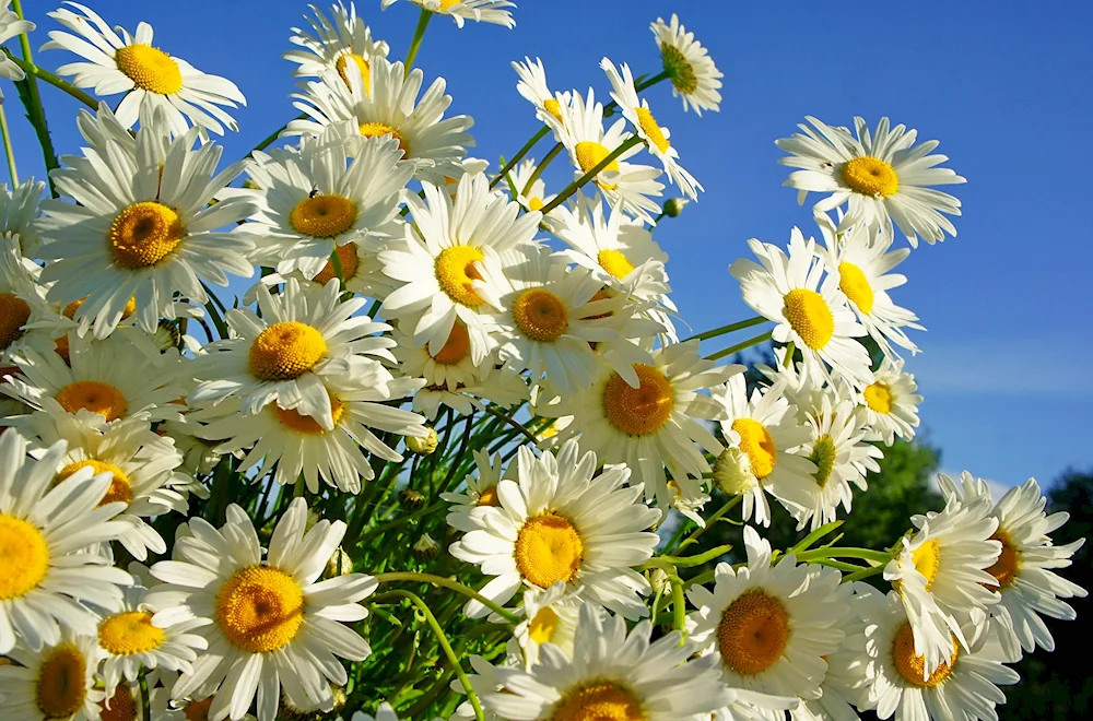 Daisy Flower