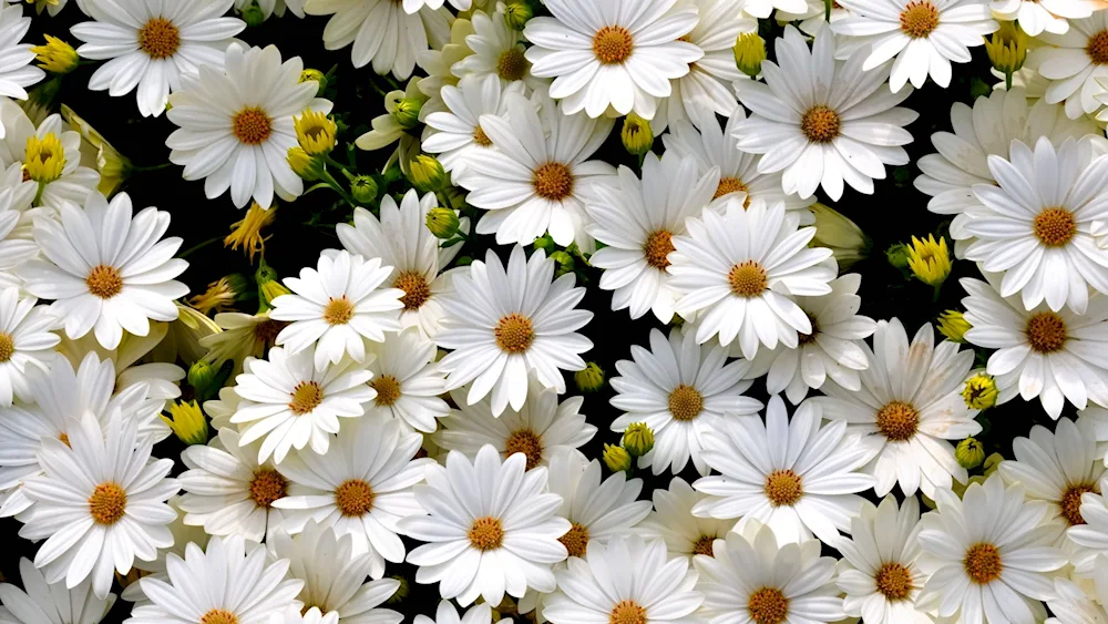 Daisy Field