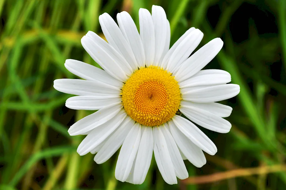 Camomile bouquet with flowers