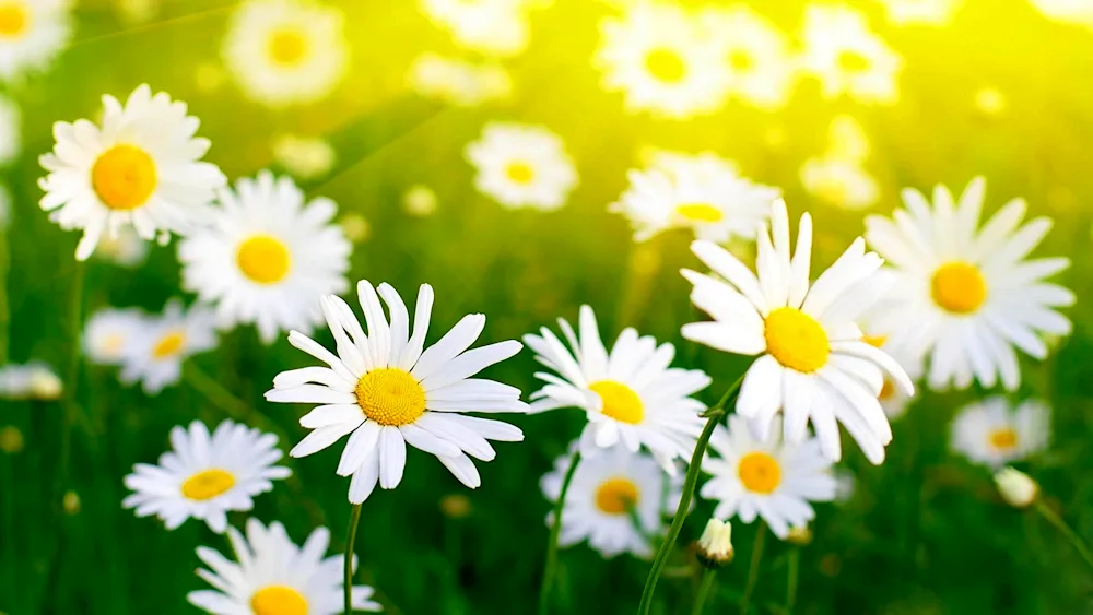 Daisy Chamomile vivid beautiful