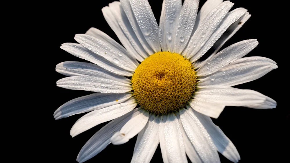 Daisy Chamomile pictures