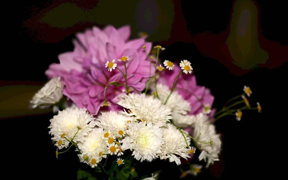 Chrysanthemum daisies wallpaper