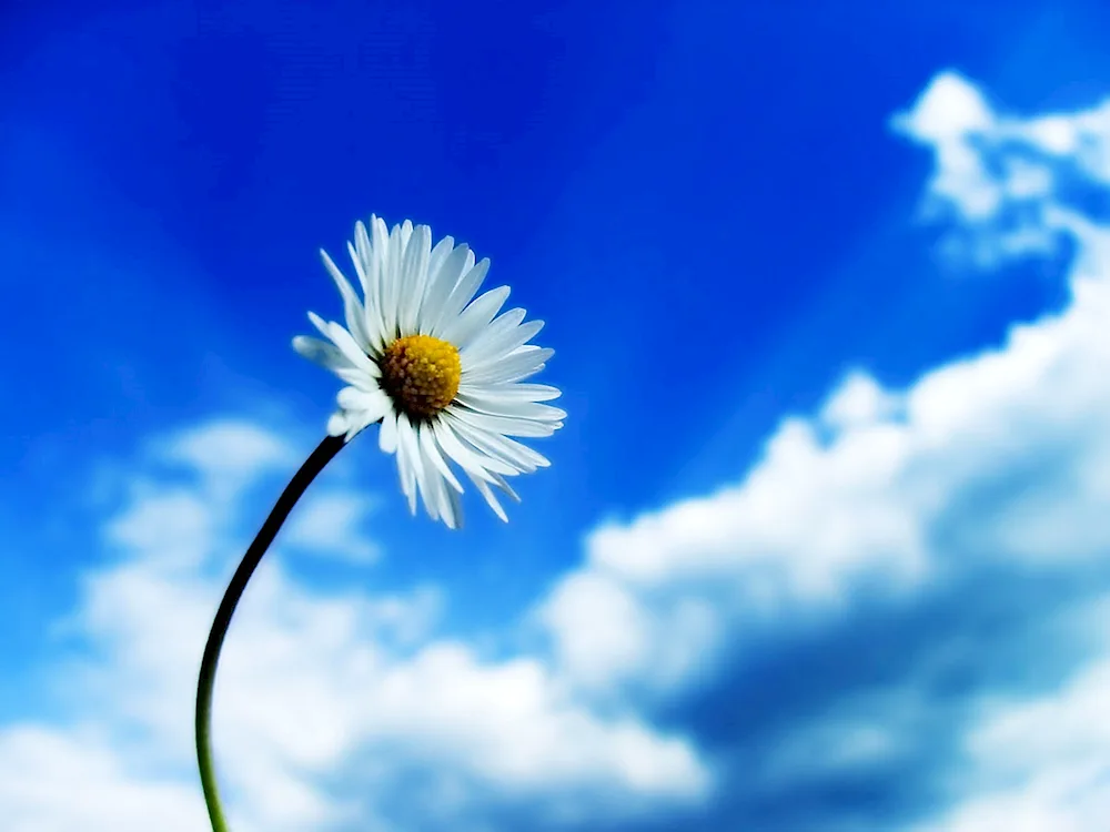 Daisy Flowers background