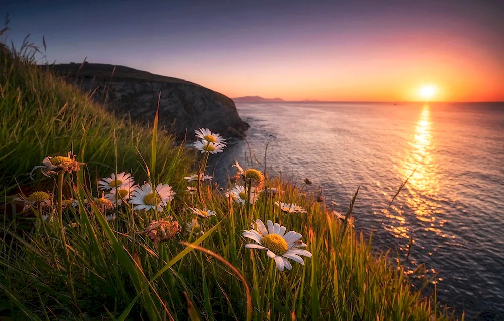 Daisies at sunset