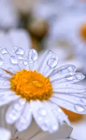 Daisy wallpaper