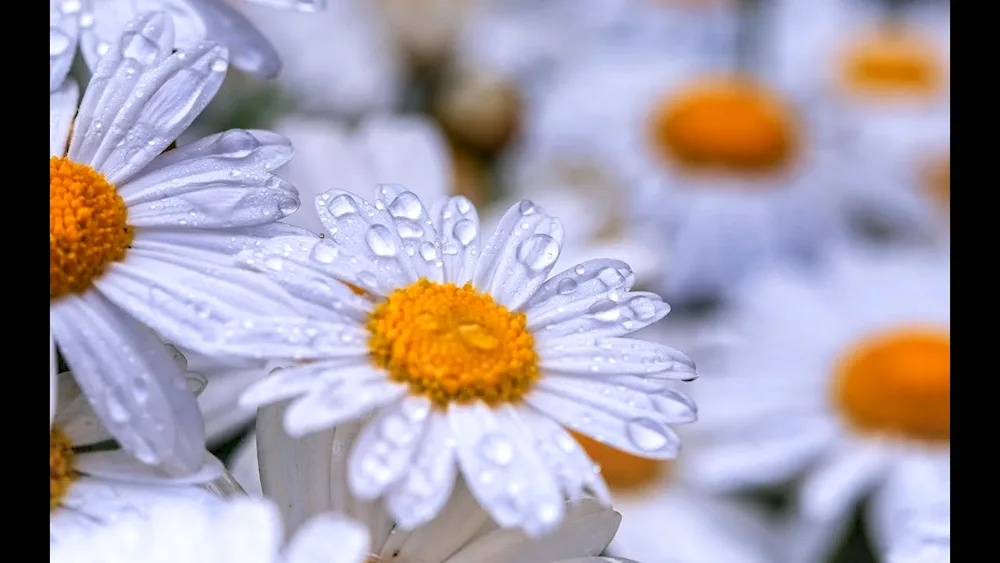 Daisy wallpaper