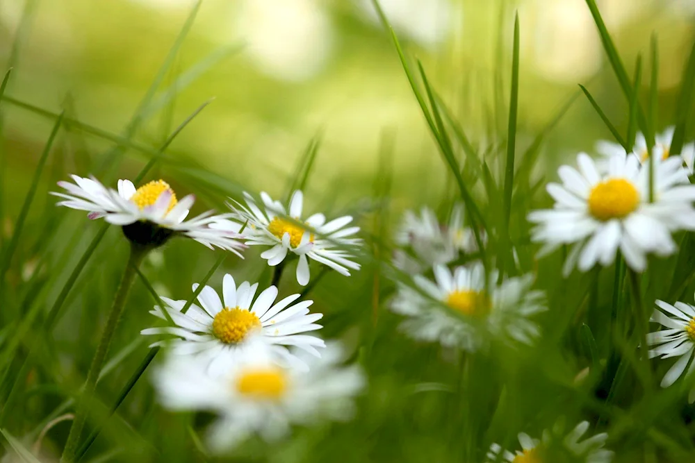 Daisy Flower