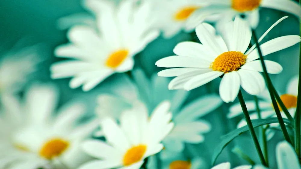 Daisy Chamomile