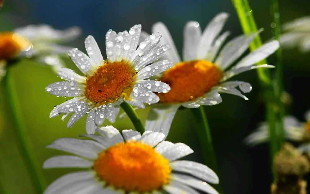 Daisy Flowers wallpaper