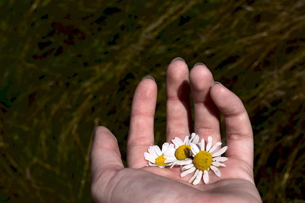 Daisies in hand