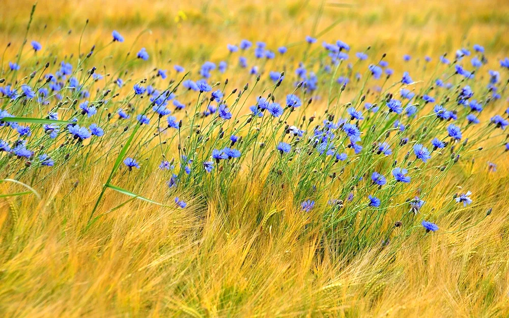 Chamomile Cornflower Field