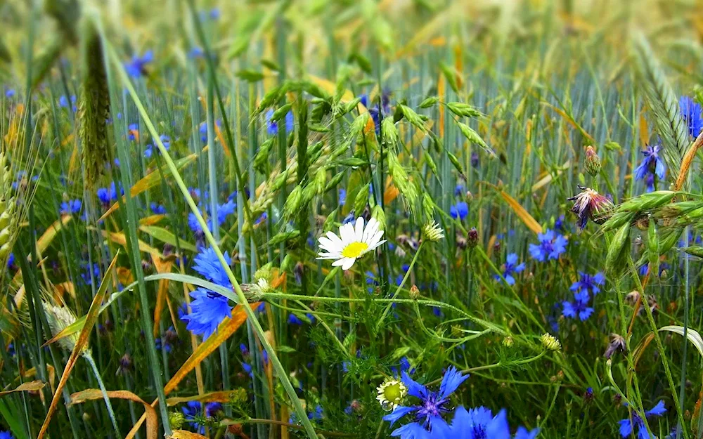 Chamomile Cornflower Field