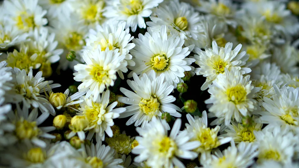 Daisy Chrysanthemums