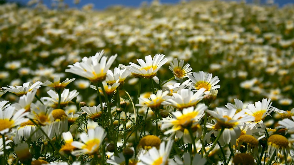 Chamomile Field