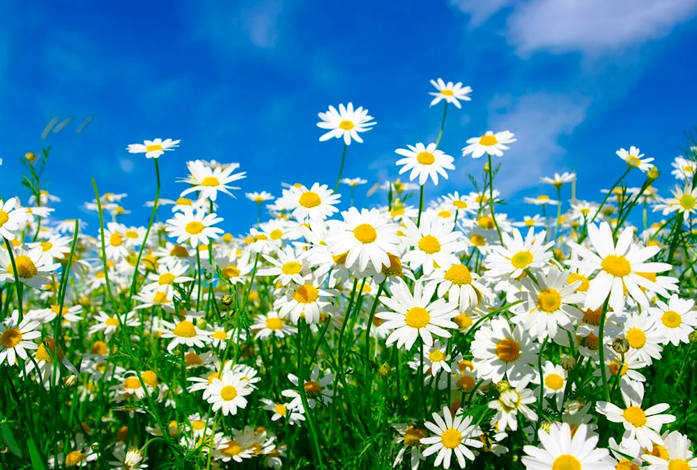 Vasilkovo Chamomile Field