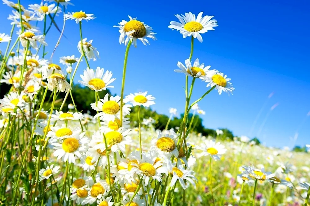 Chamomile Field