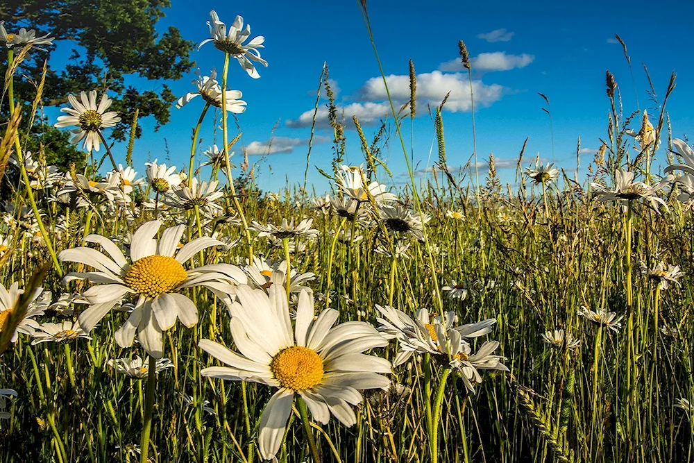 Daisy Field