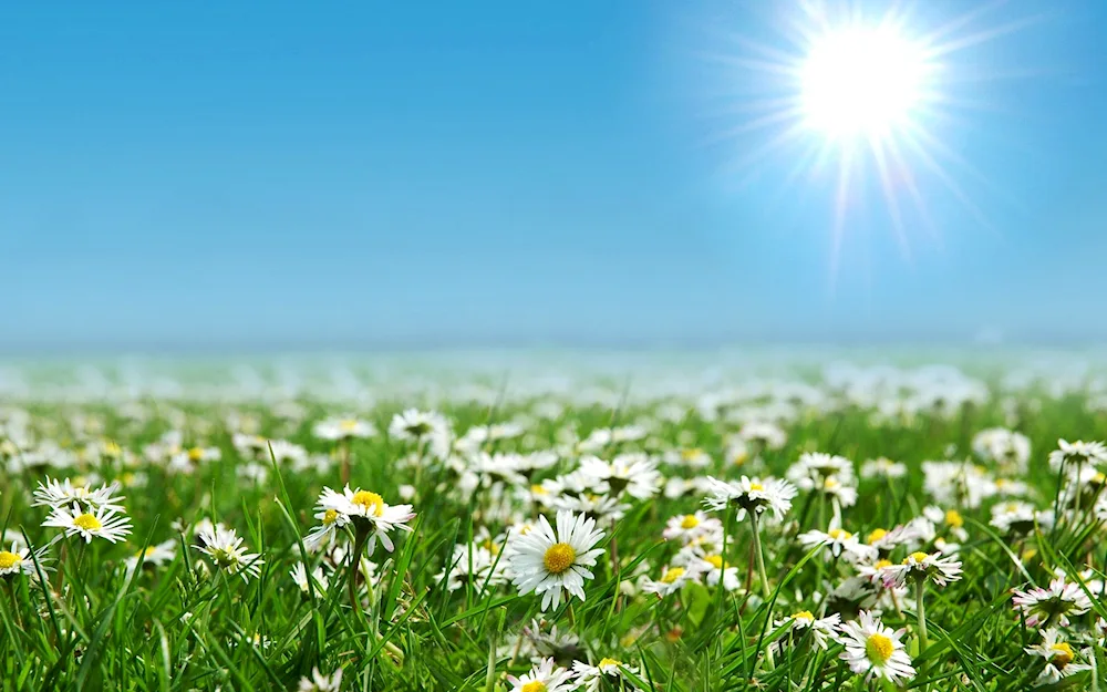 Chamomile Field