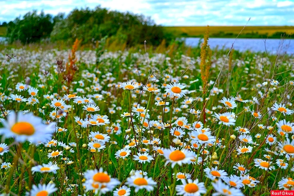 Chamomile Field