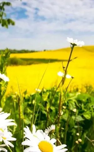 Chamomile Field Naro-Fominsk