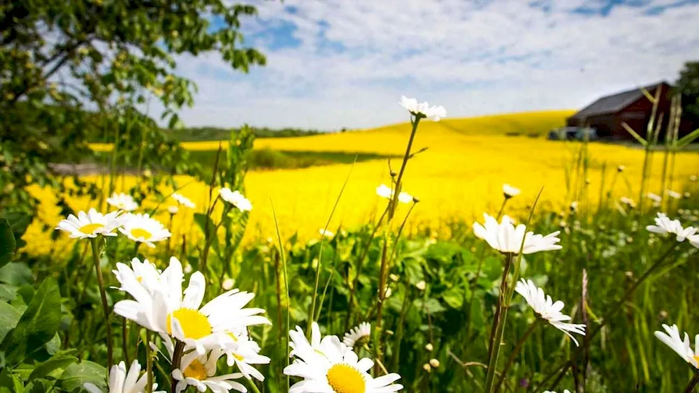 Chamomile Field Naro-Fominsk