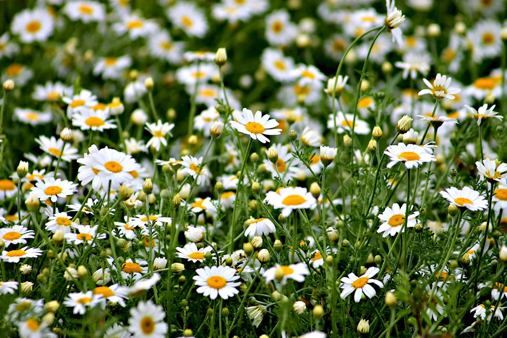 Chamomile Daisy Flower