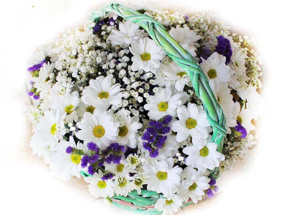 Daisy chrysanthemums and gypsophila