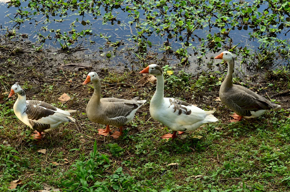 Romenskaya geese breed