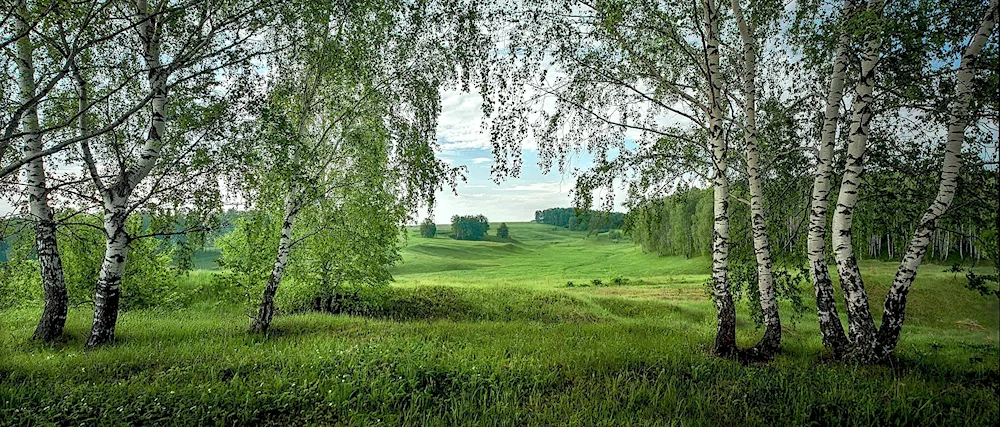Russia Razdolie birch trees