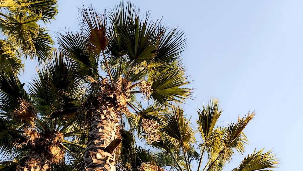 Yalta palms 2022