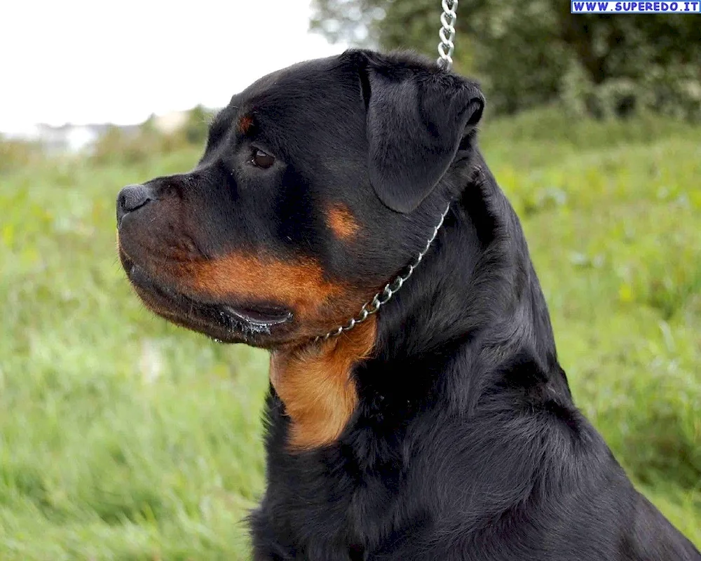 Rottweiler