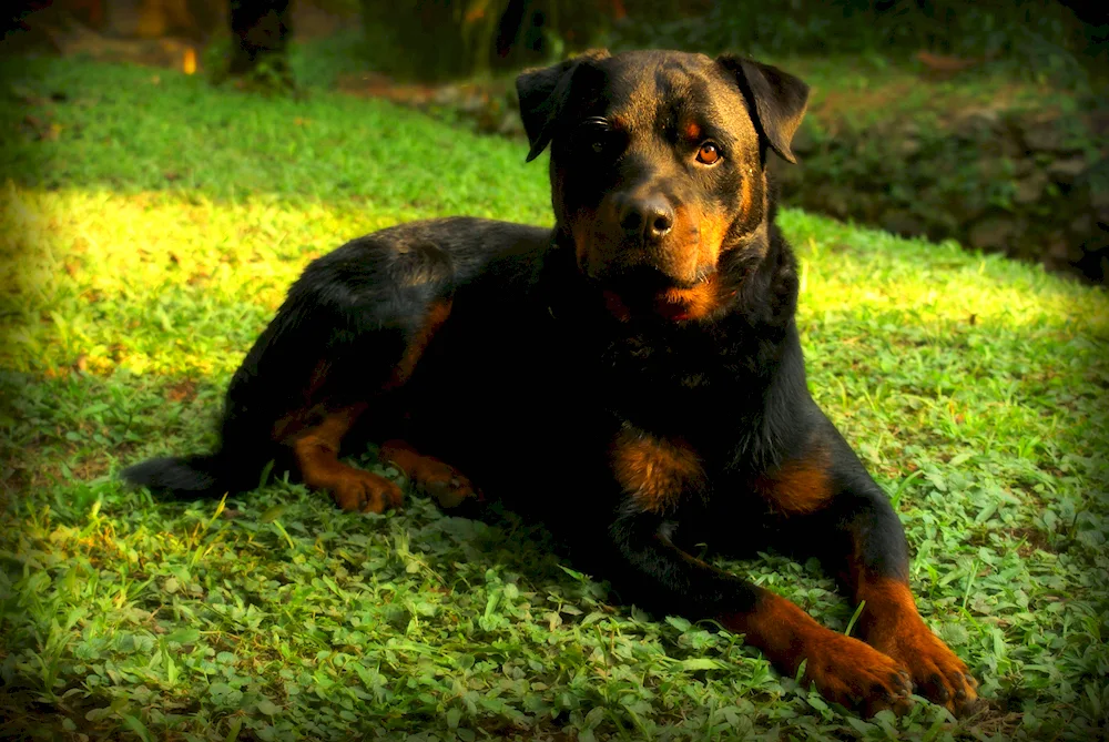 Rottweiler