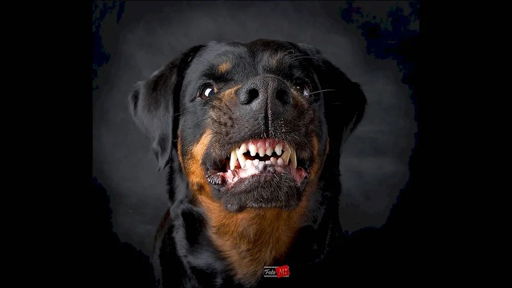 Rottweiler